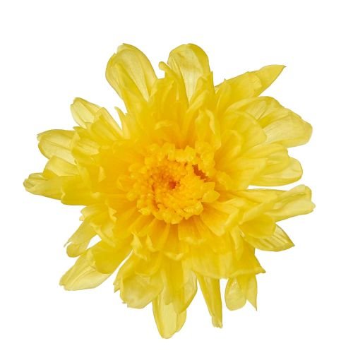 ことね菊・小　イエロー　04792-500