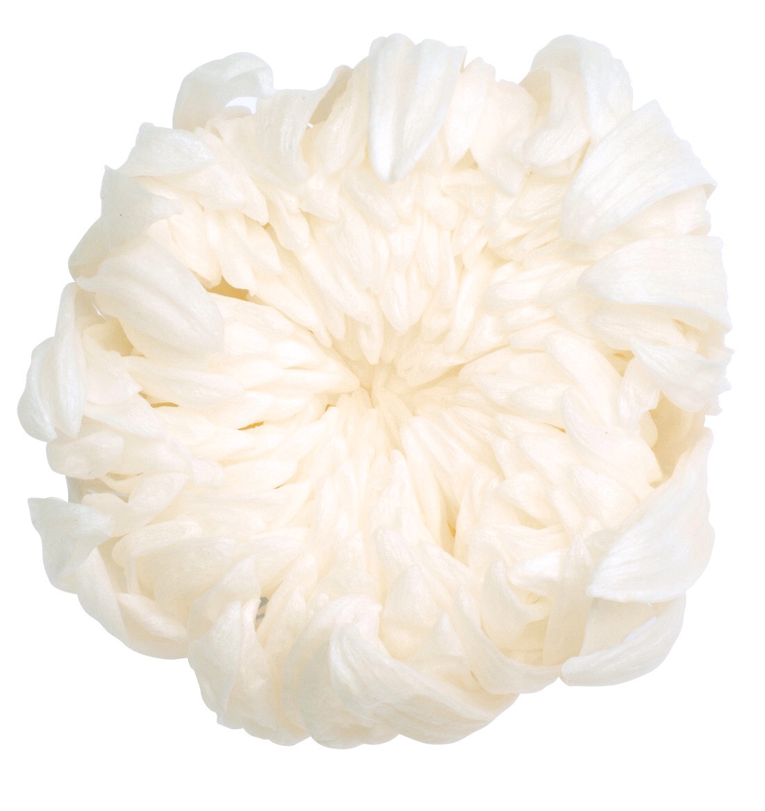輪菊　　白