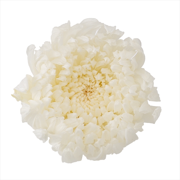 輪菊・咲花　白　04805-010