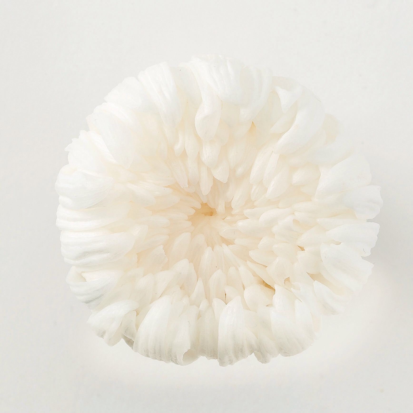 輪菊・中　　白　04806-010