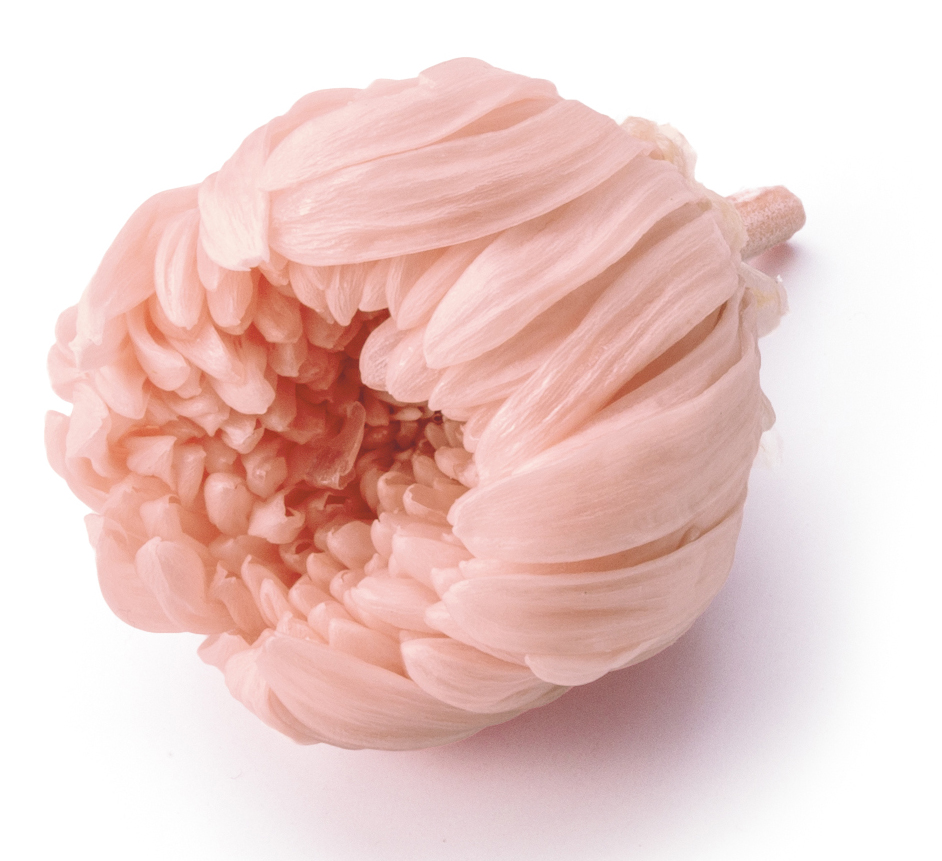 輪菊・中　シルキーピンク　04806-131