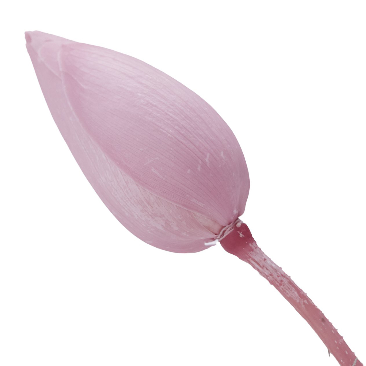 ハス つぼみ 中 クリスタルピンク 111 ドライフラワー卸売り販売のミルキーウェイ