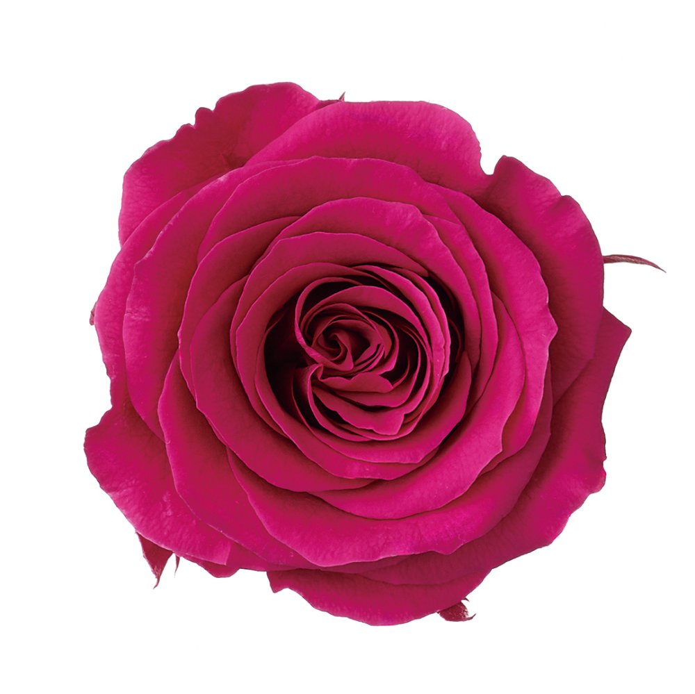 ローズ・かのんM　ロゼ　05202-282