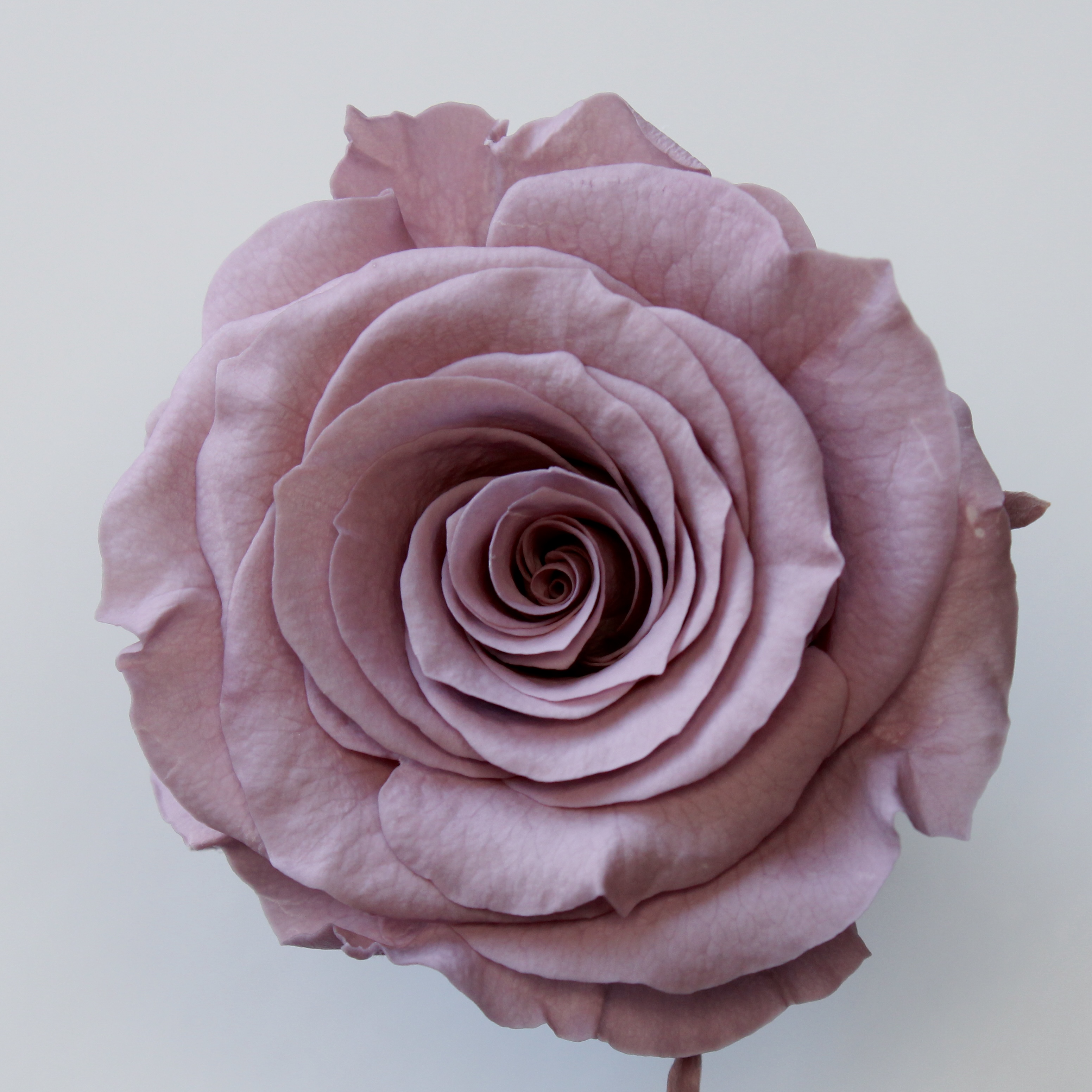 ローズ・かのん・M　グレイッシュパープル　05202-441