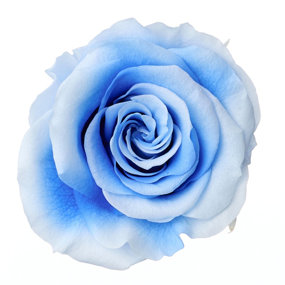 ローズ・かのん・M・スフレ ブルーシアン 05202-661 ドライフラワー