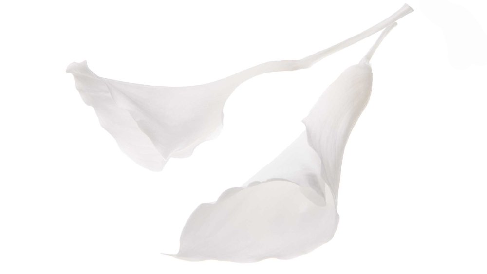 カラーリリー　大　白　05502-010