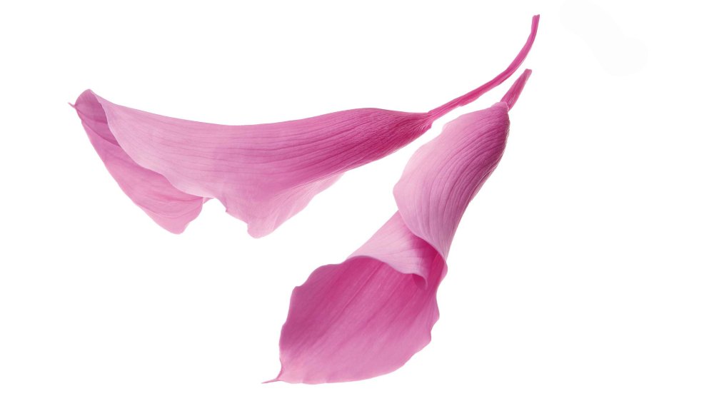 カラーリリー　大　ピンク　05502-100