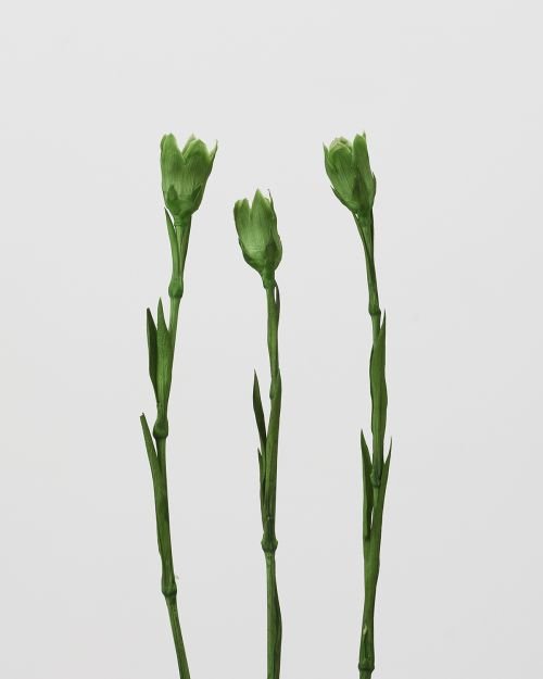 カーネーションステム　グリーン　05870-700