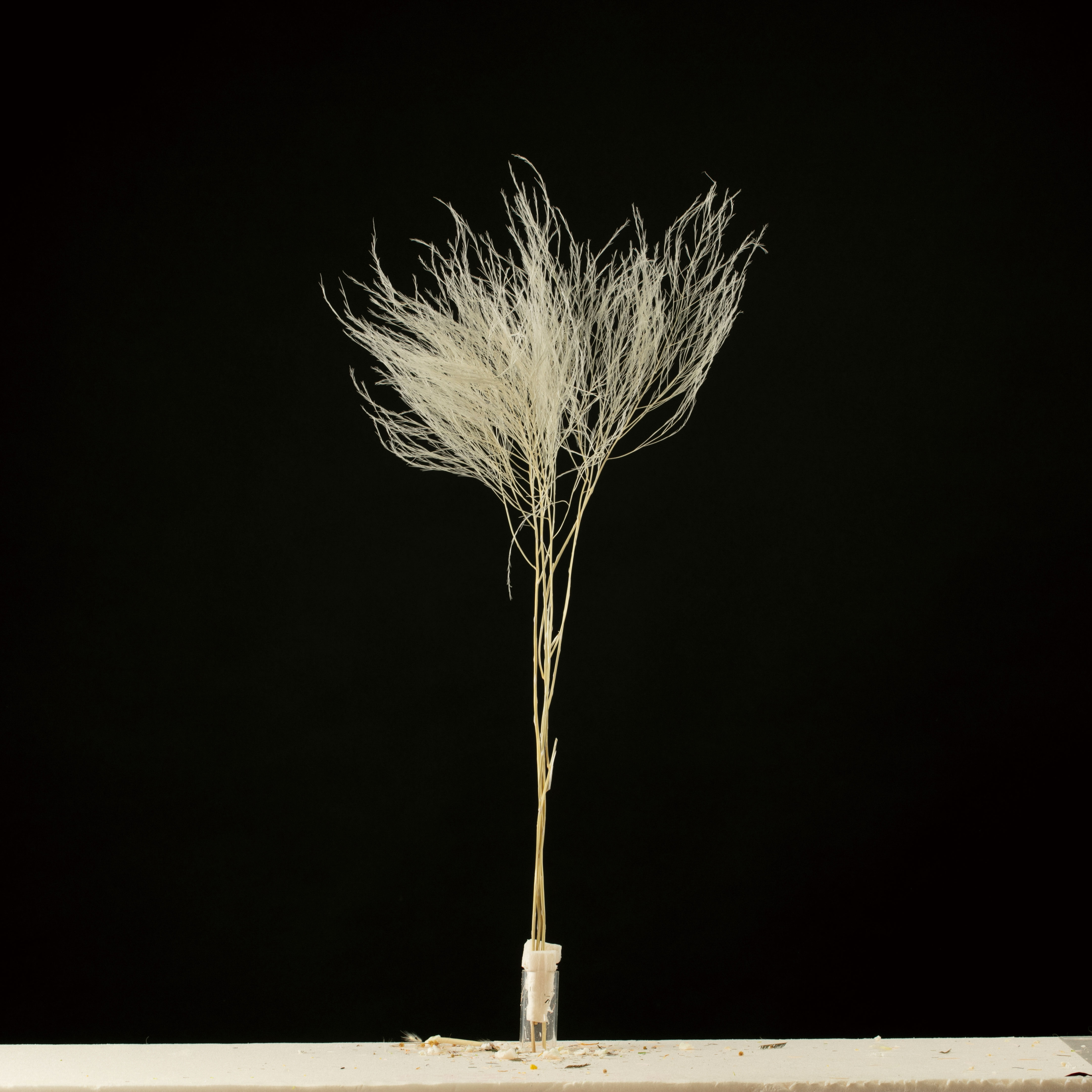 メキシカンフェザー　ホワイト　AN82001-1　メーカー廃盤セール70％OFF