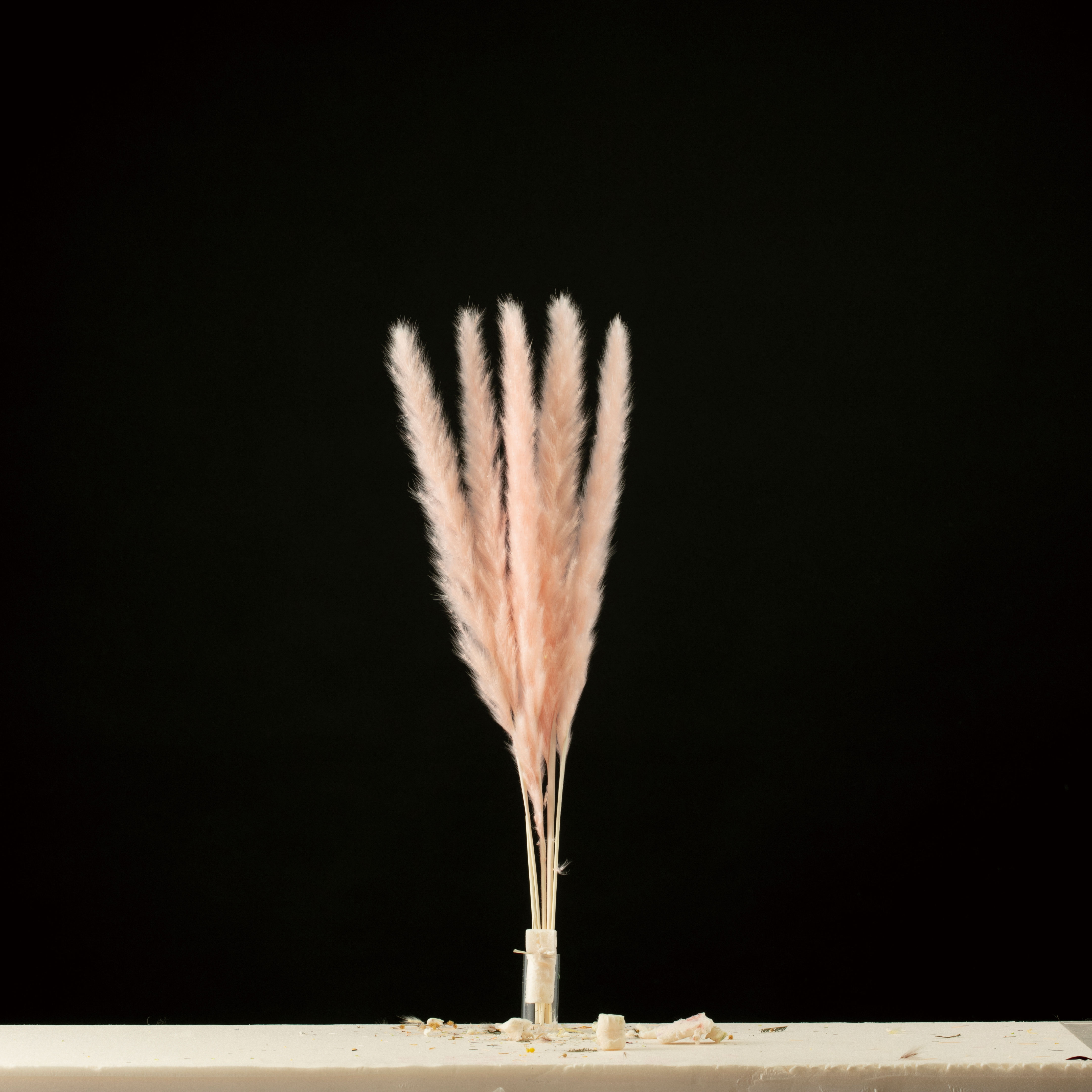 テールリード　ソフトピンク　AN80001-3s　メーカー廃盤セール70％OFF