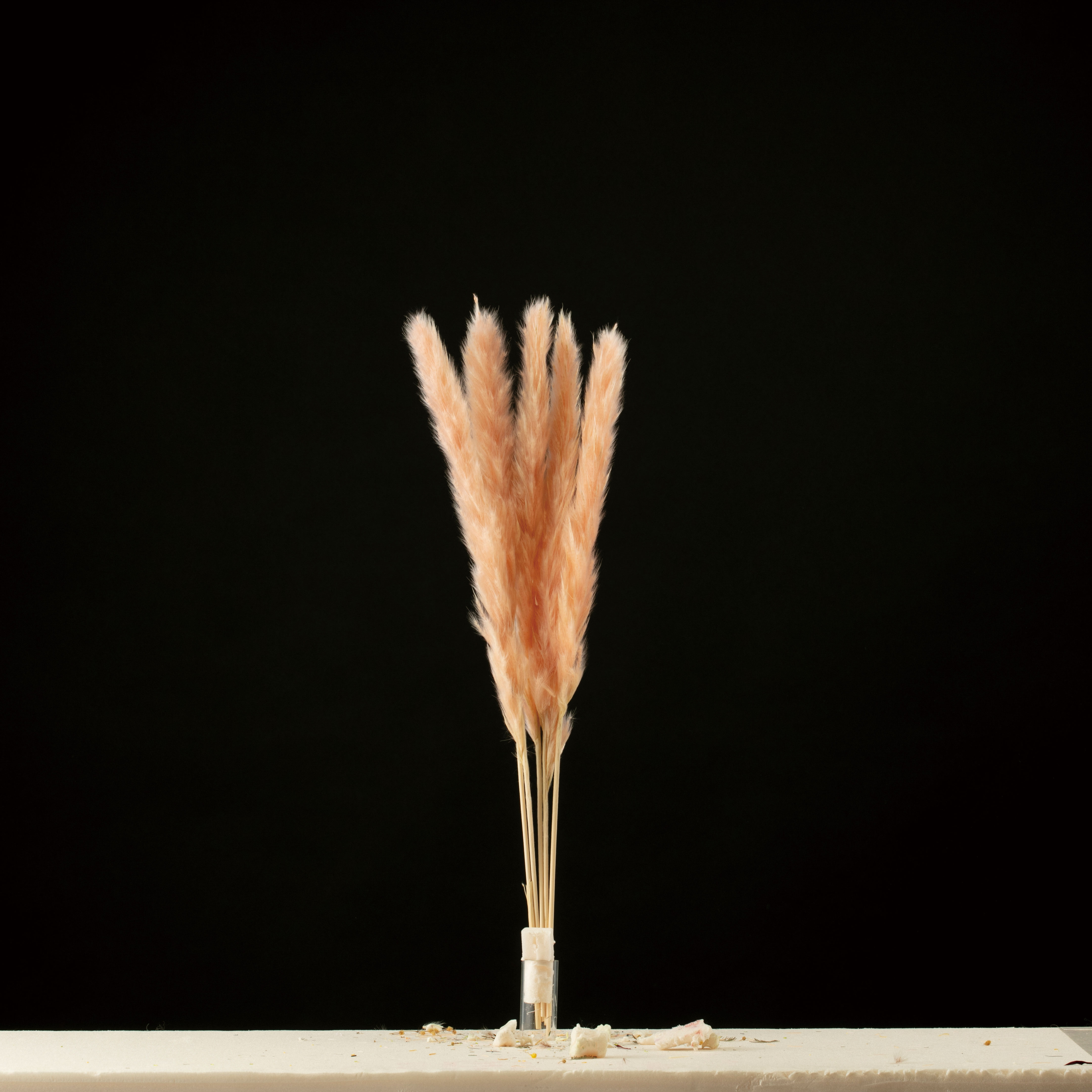 テールリード　クリームピンク　AN80001-3c　メーカー廃盤セール70％OFF