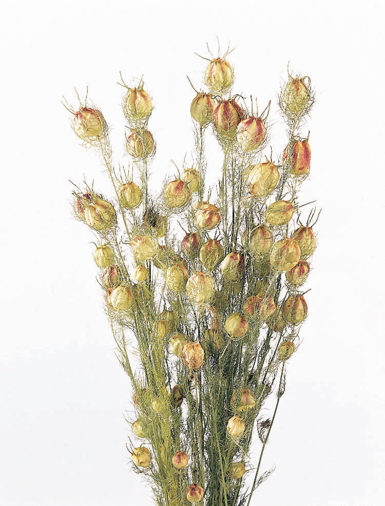 フーセンポピー　ナチュラルグリーン　10060-020