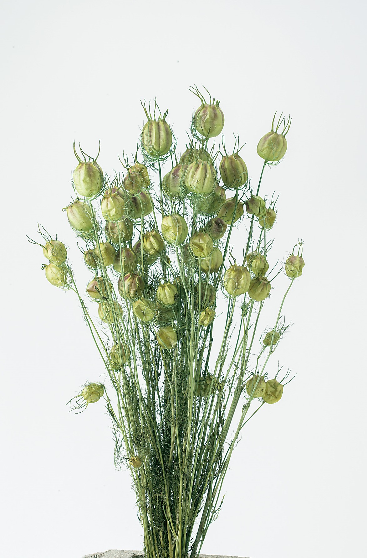 フーセンポピー　フレッシュグリーン　10060-731