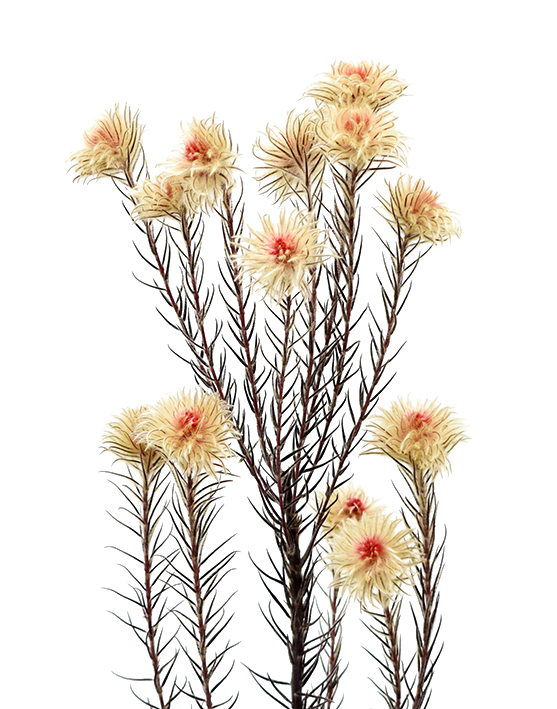 フィリカ プリザーブド ルビー ドライフラワー卸売り販売のミルキーウェイ