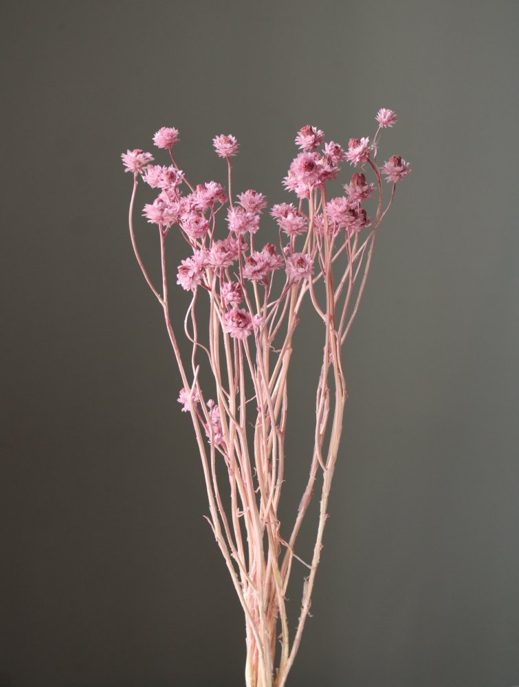 アンモビューム・ビューティー　ピンク　10300-101