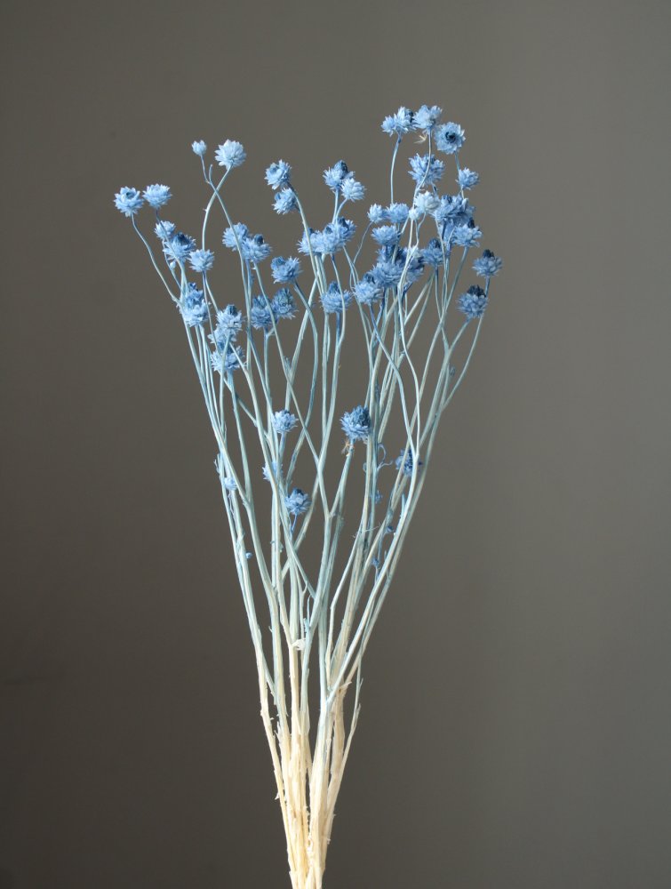 アンモビューム・ビューティー　ブルー　10300-601