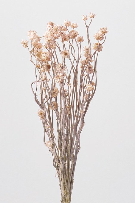 アンモビューム　マットピンク　10303-102