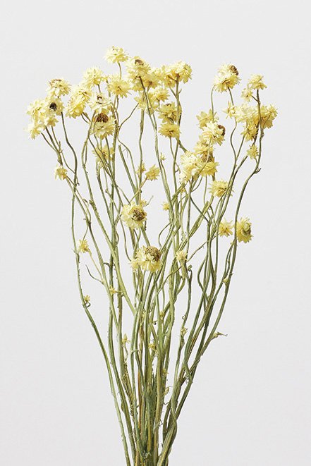 アンモビューム　マットイエロー　10303-502