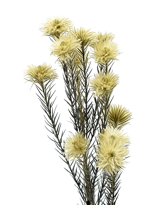 フィリカ・プリザーブド  ブラック