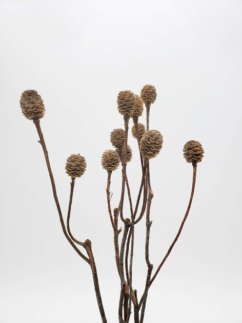 メリディナム・ブランチ　ナチュラル