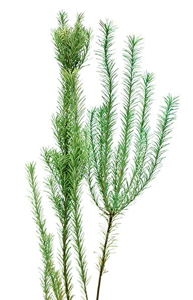 エリシフォリア　グリーン　10331