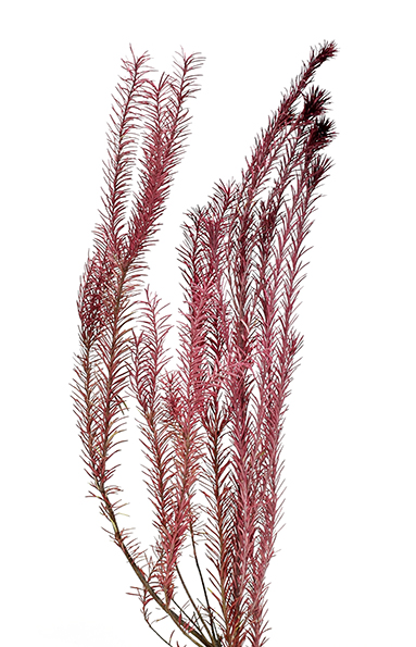 エリシフォリア　バーガンディー　10332