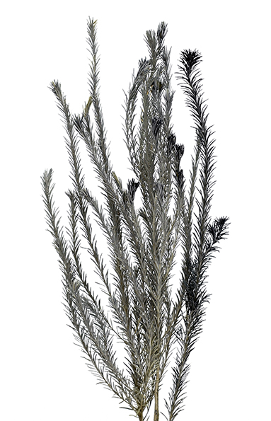 エリシフォリア　ブラック　10333