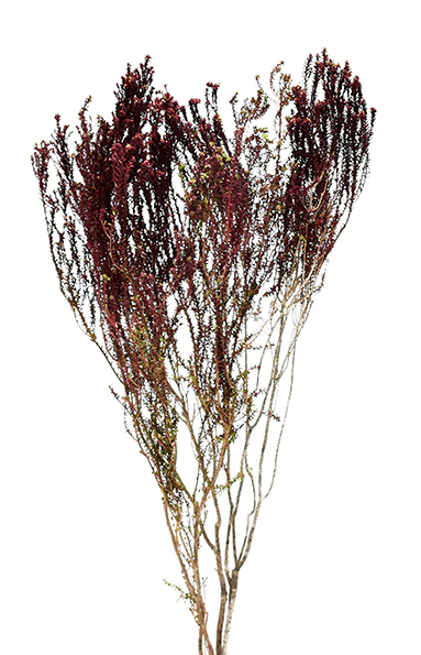 アガソスマ　バーガンディー　10336