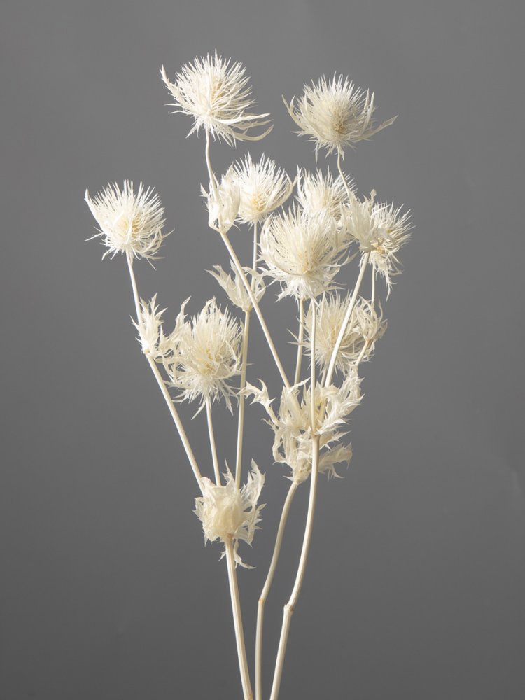 エリンジューム　ホフホワイト　10340-011