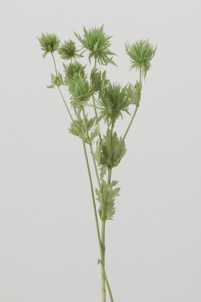 エリンジューム　コバルトグリーン　10340-761