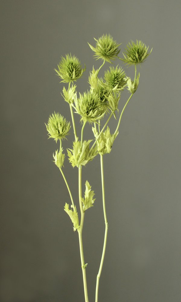 エリンジューム グラスグリーン 10340-791 ドライフラワー卸売り