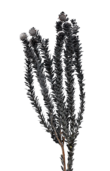 バクスフォリア　ブラック　10341