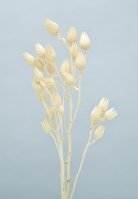 バークヤコリアセア　サラシ　10343