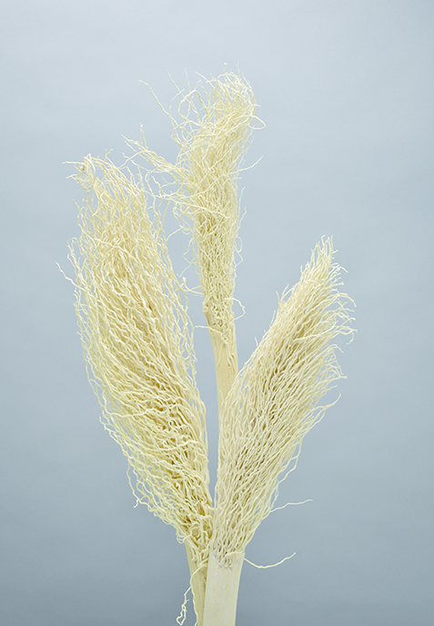 クジュア・ヤー　サラシ　10344