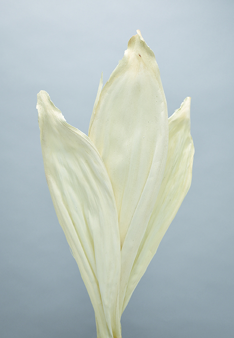 アカシアナッツリーフ　サラシ　10347