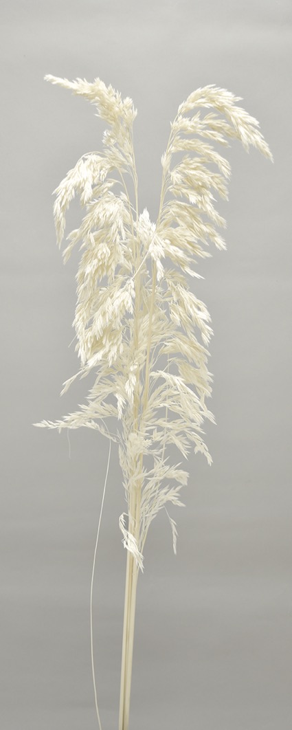 モーリタニアグラス　サラシ　10348