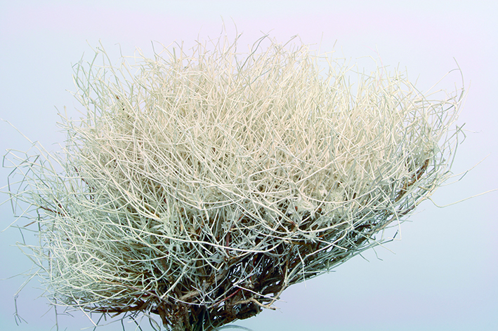 スカルシーフォ　サラシ　10353