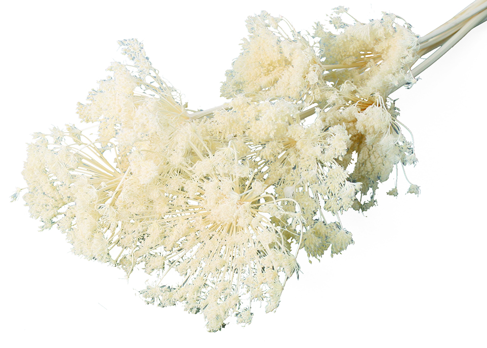 アピアレス・大　サラシ　10355