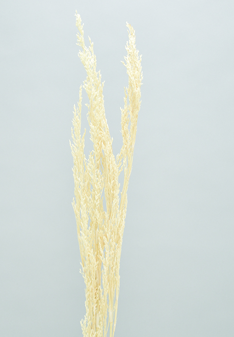 リードグラス　サラシ　10359