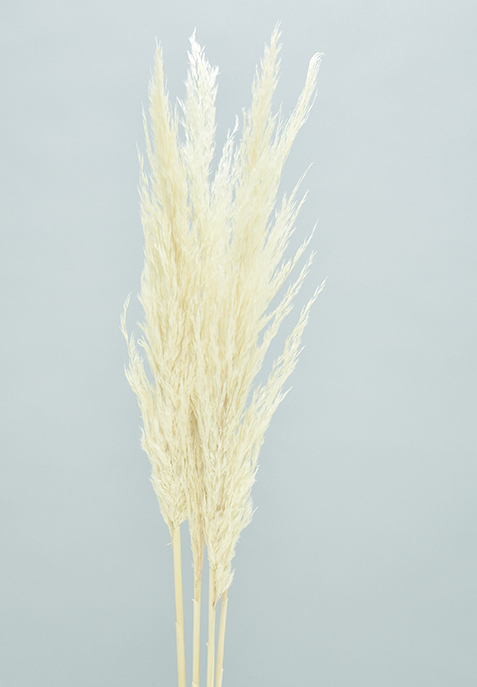 ブルームリード　サラシ　10360