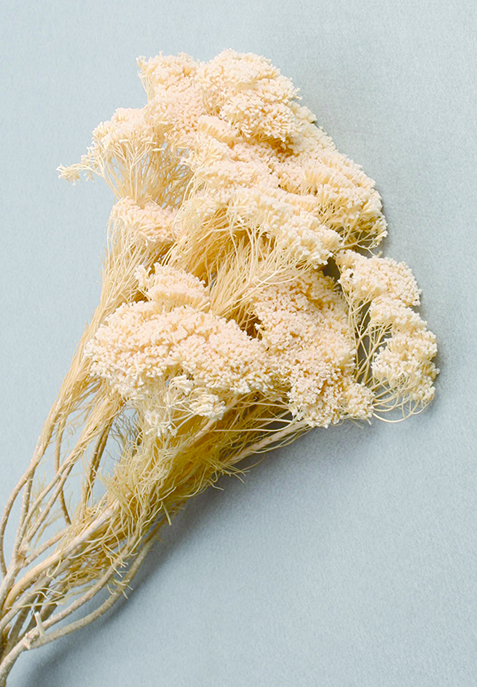 コルターブッシュ　サラシ　10361