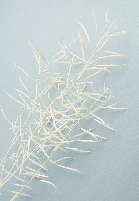 キャノーラ　サラシ　10362