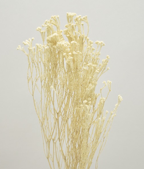 スタービア　サラシ　10366