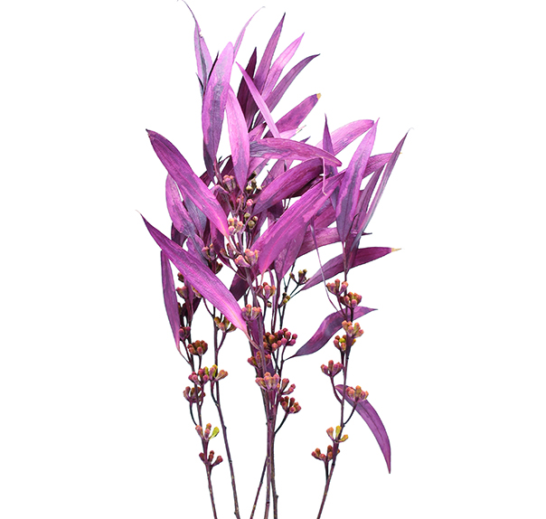 ユーカリ実付き　バーガンディ　10370