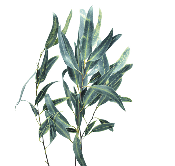 ウィローユーカリ　ブラック　10372