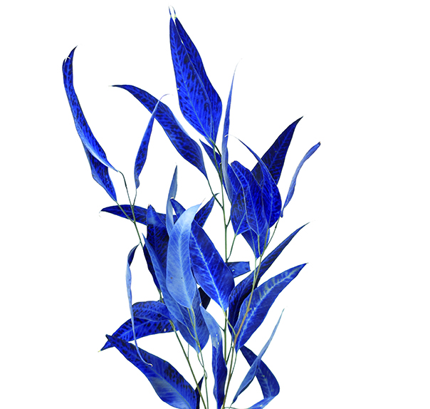 ウィローユーカリ　ブルー　10373