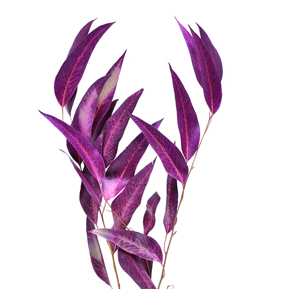 ウィローユーカリ　バーガンディ　10374