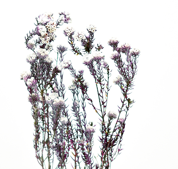 ワイルドコットンフラワー　PSD　バーガンディ　10378