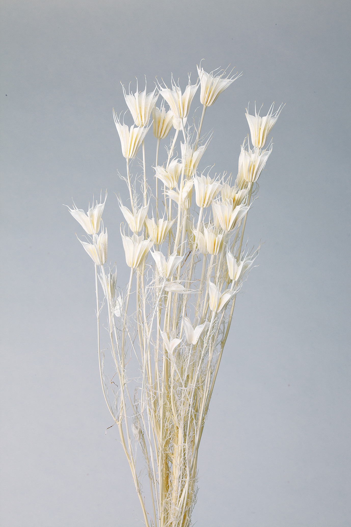 ニゲラオリエンタリス　白　10380-011