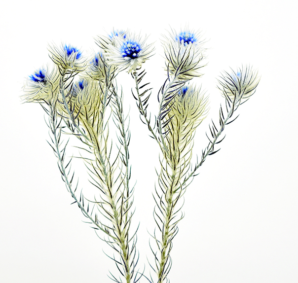 フィリカ　PSD　ブルー　10385